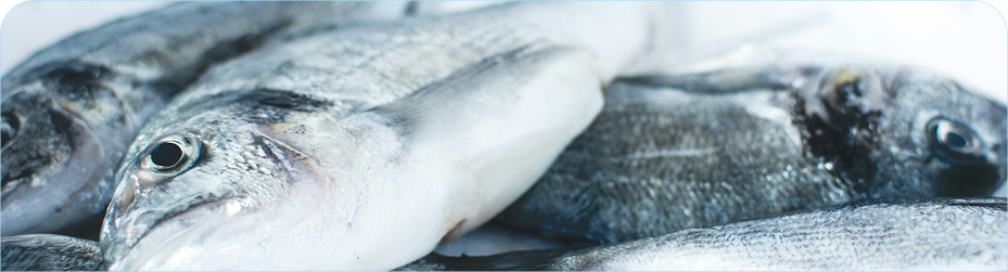 This is fish image of hero section